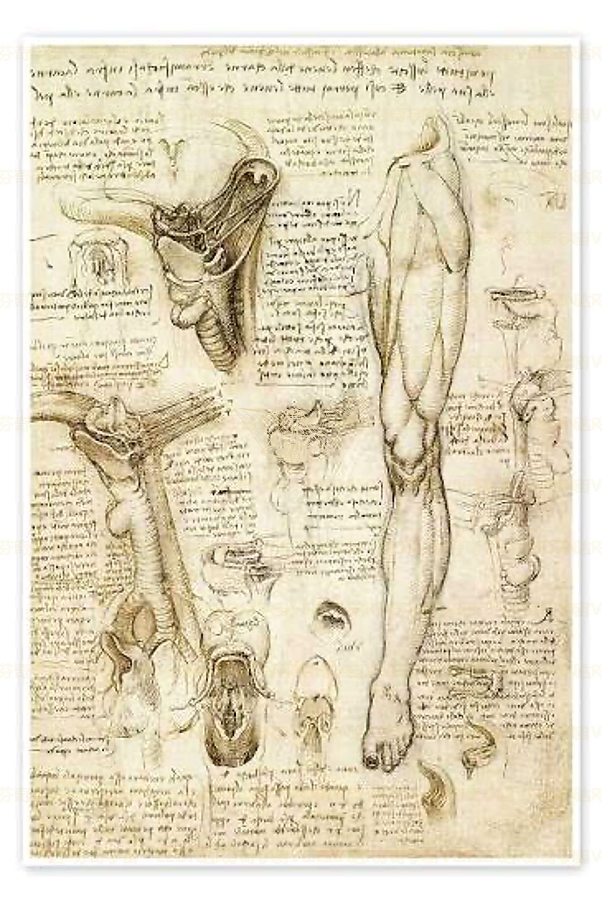 《大脑剖面图》 Sezione del cervello umano