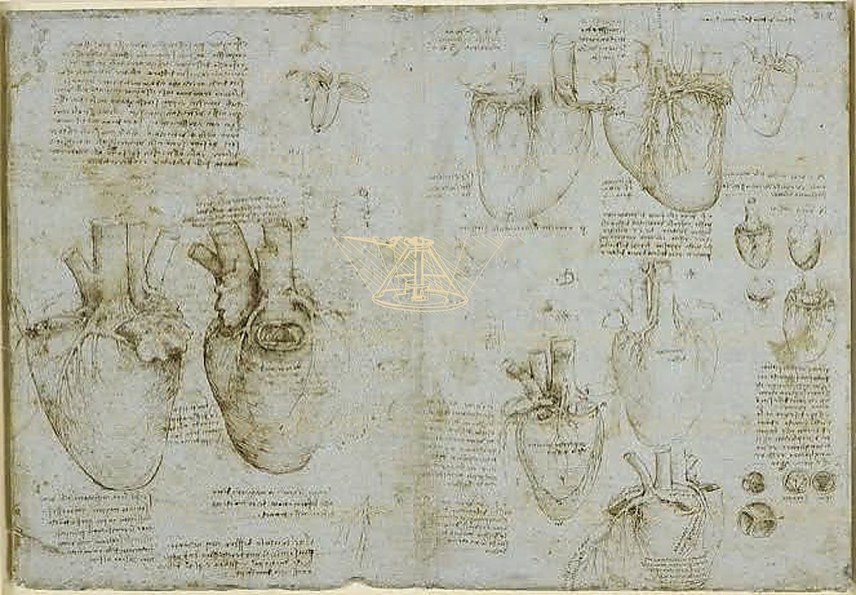 《心脏解剖图》 Studio del cuore umano
