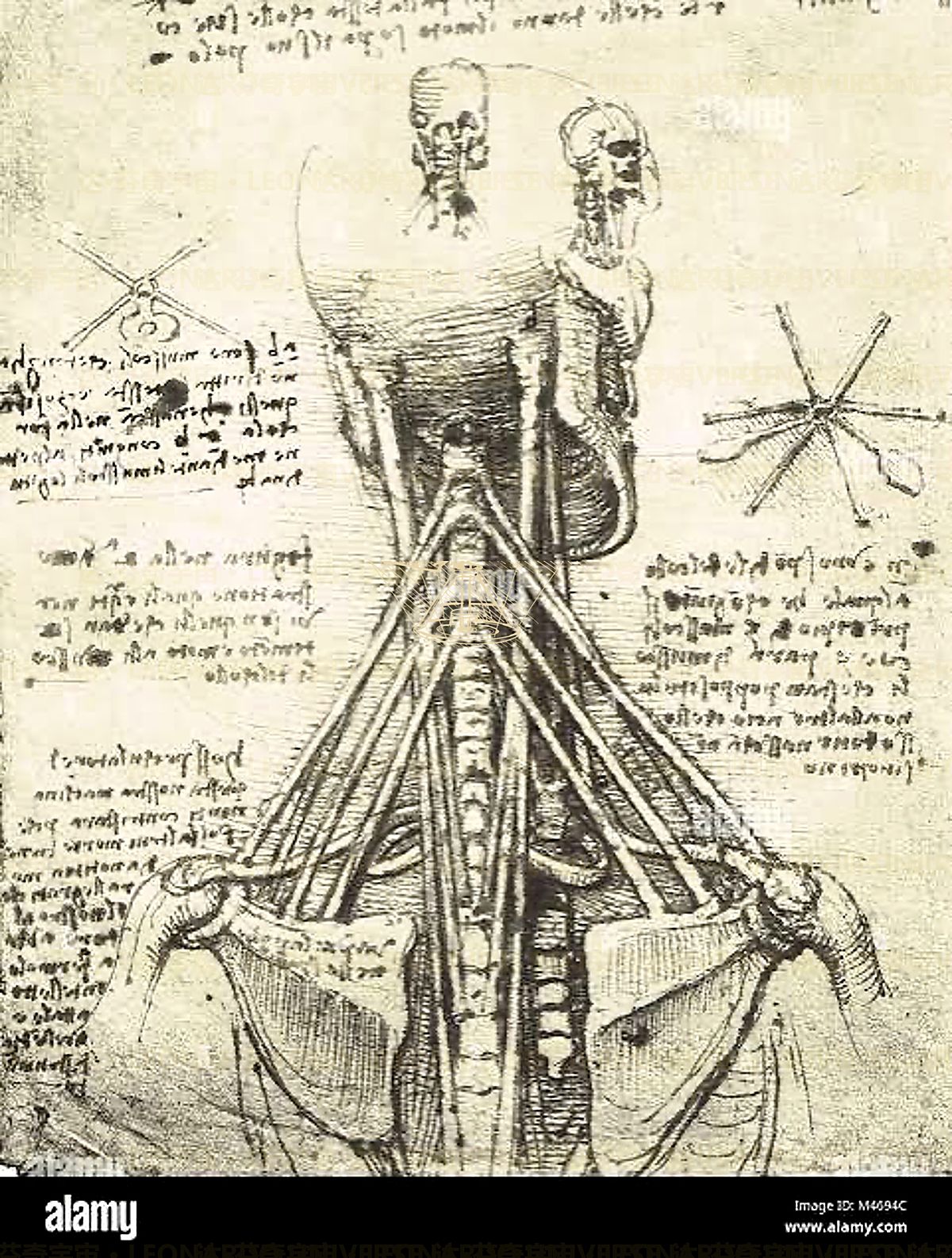 《胎儿在子宫中》 Studio dell’embrione nell’utero
