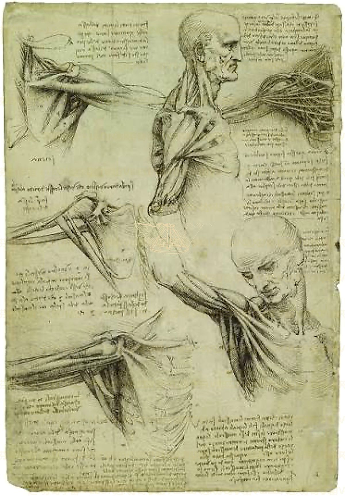 《胎盘研究》 Studio della placenta