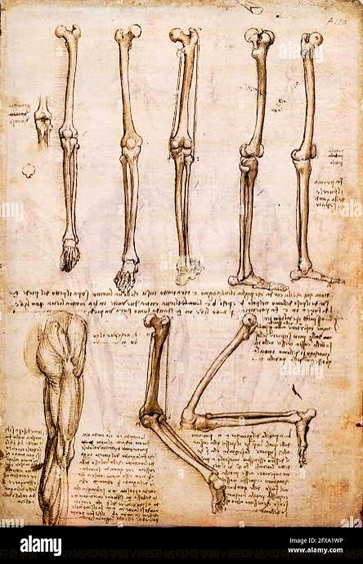 《子宫壁剖面》 Sezione della parete uterina