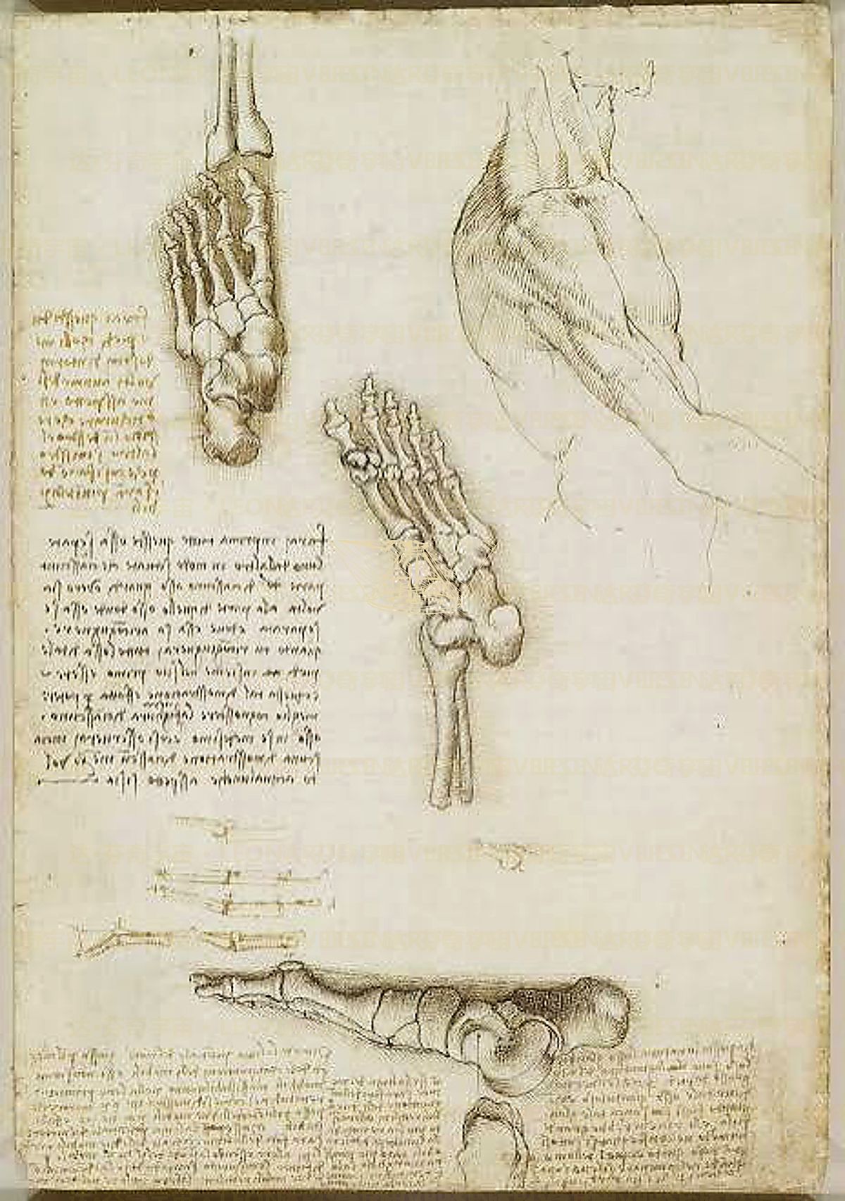 《人类骨架正面图》 Scheletro umano frontale
