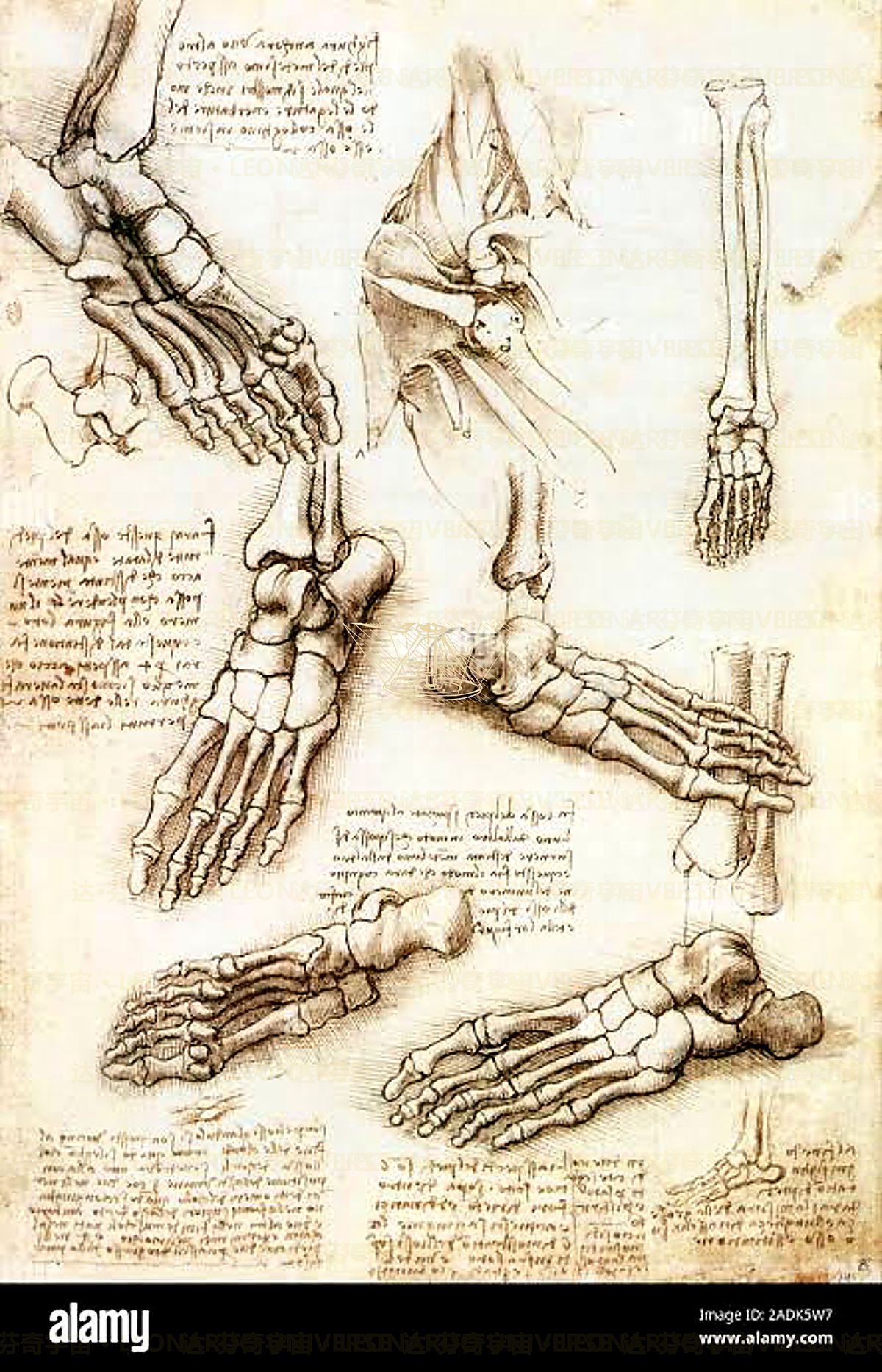 《脊椎与骨盆》 Colonna vertebrale e bacino