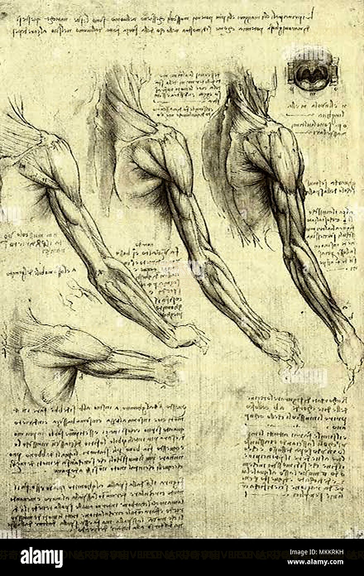 《手部骨骼》 Studio delle ossa della mano