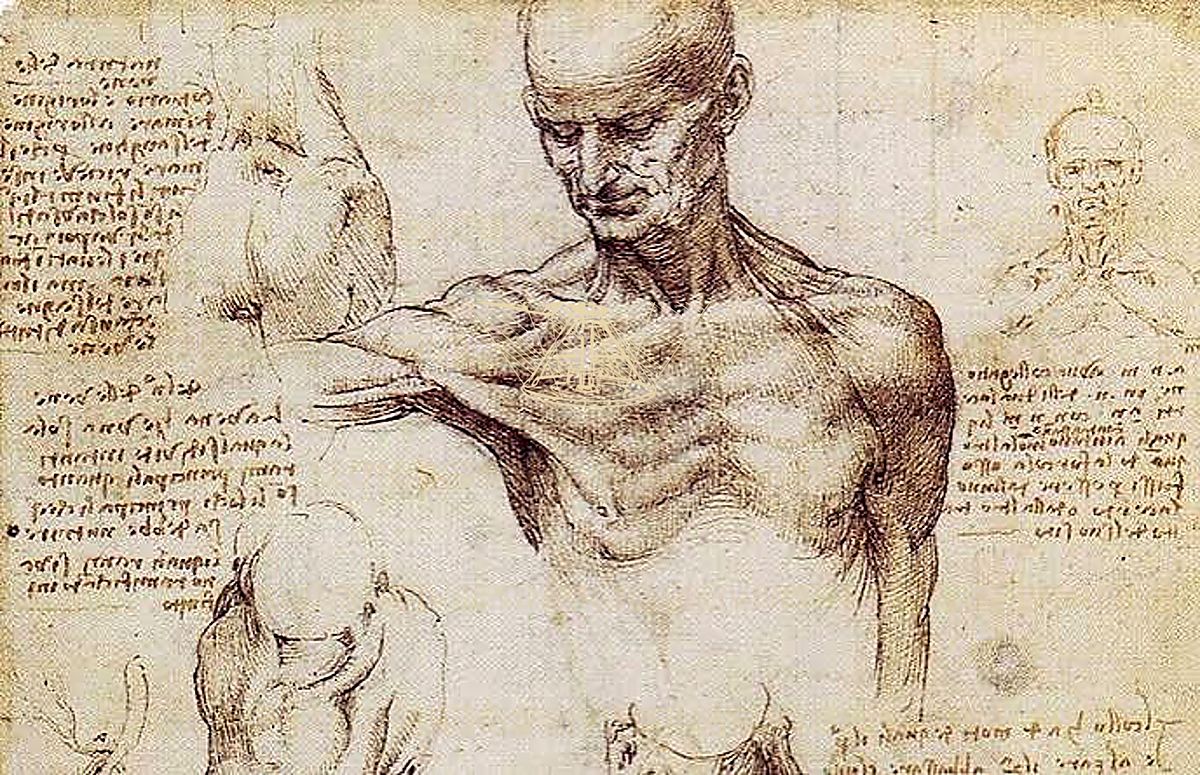 《肌肉系统图》 Muscolatura del corpo umano
