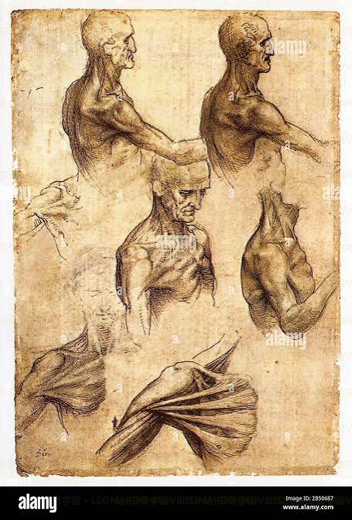 《上臂肌肉研究》 Studio del bicipite e tricipite