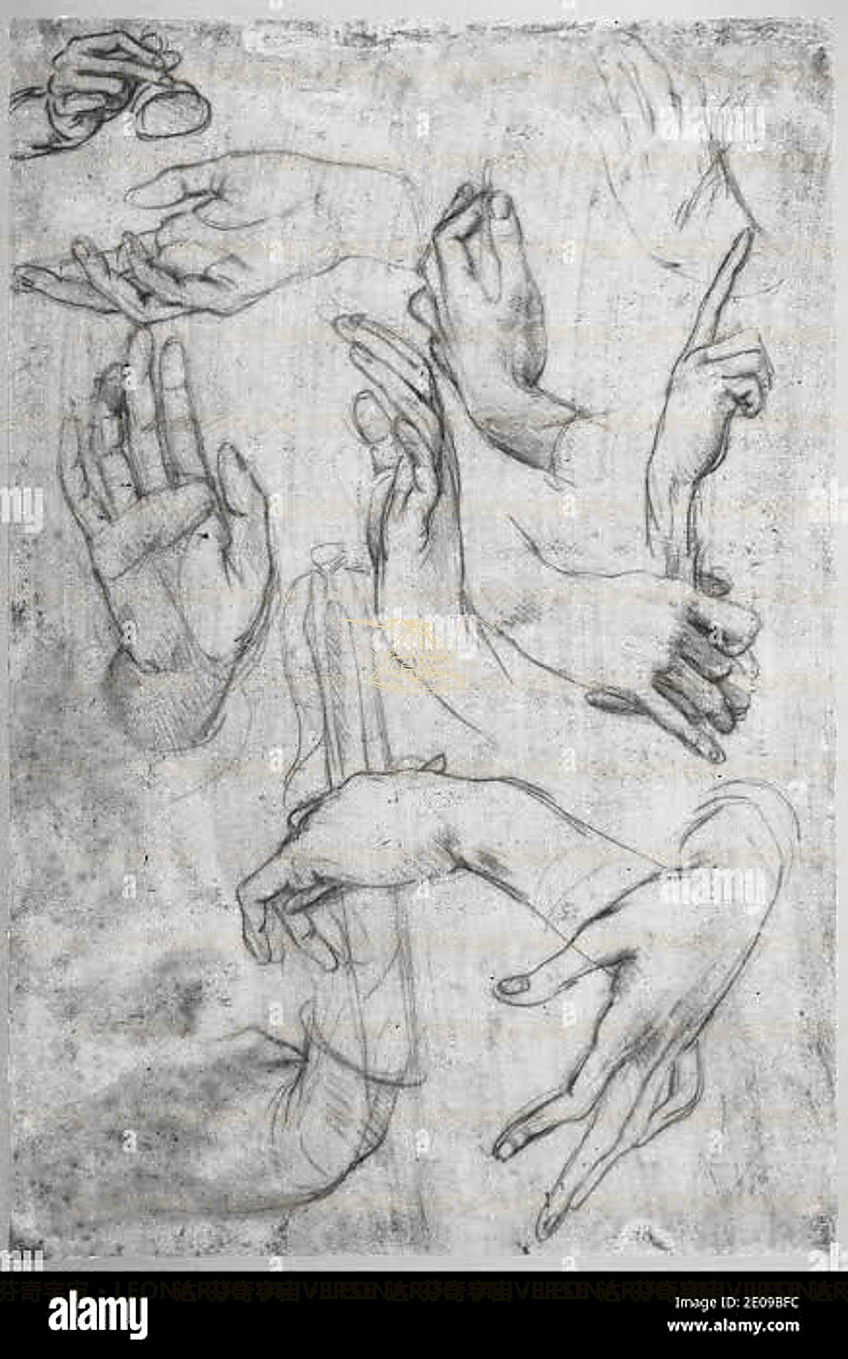 《下腿肌肉研究》 Studio dei muscoli del polpaccio