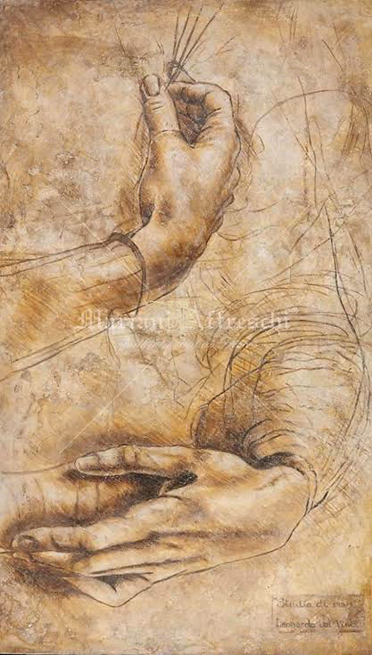 《躯干肌肉解剖》 Studio dei muscoli del torace e addome