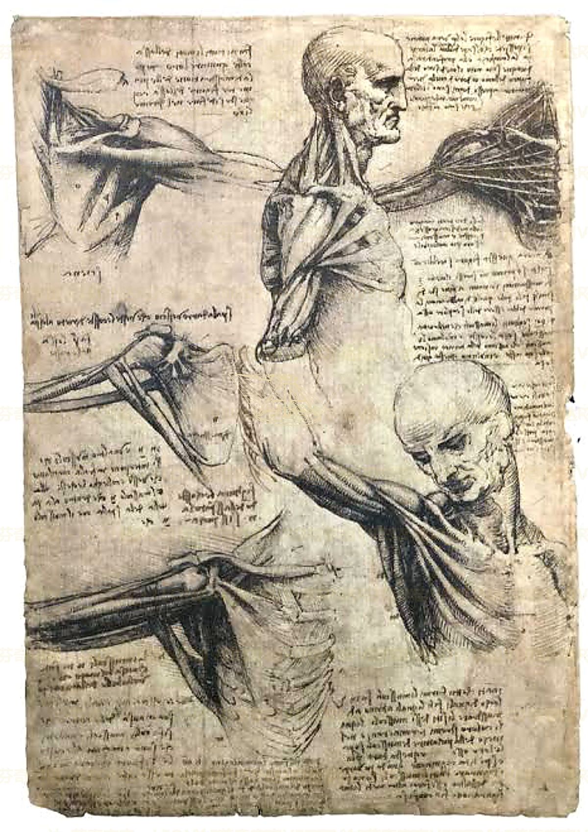《表情肌研究》 Muscoli dell’espressione facciale