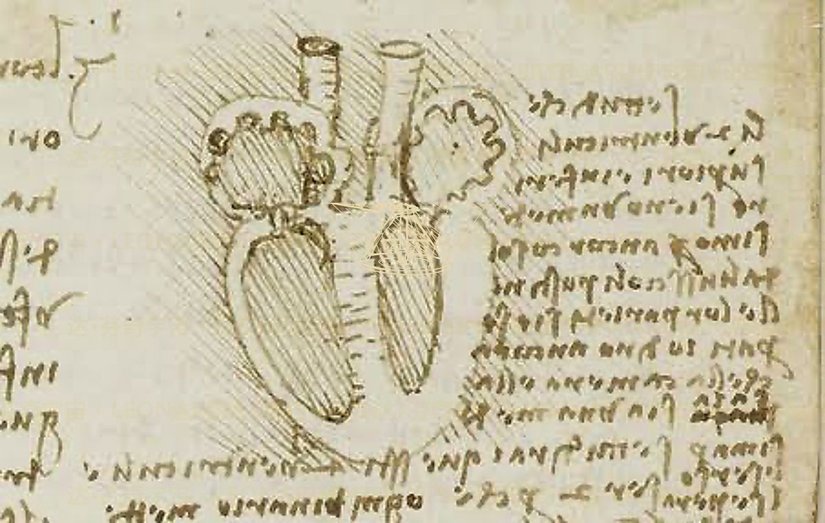 《肌肉解剖模型》 Modello anatomico in 3D