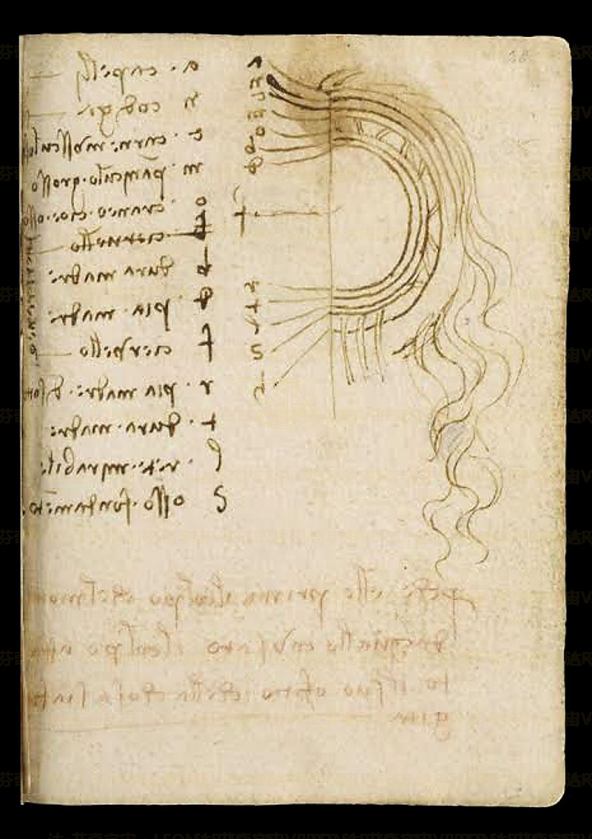 《耳部听觉系统模型》 Orecchio interno e coclea