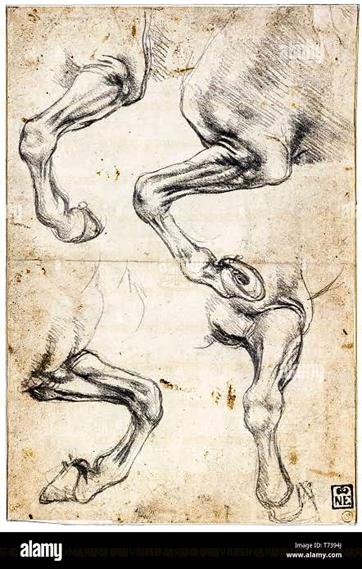 《皮肤层结构》 Strati della pelle umana