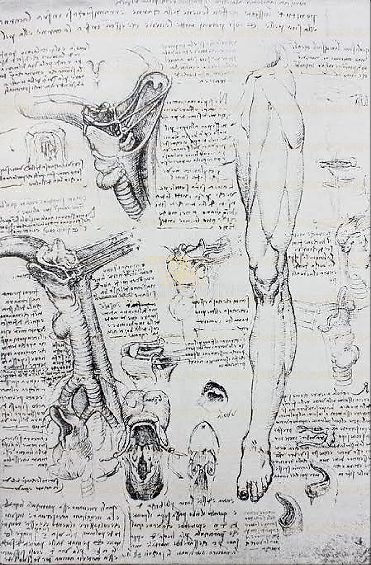 《人体比例》 Proporzioni del corpo umano