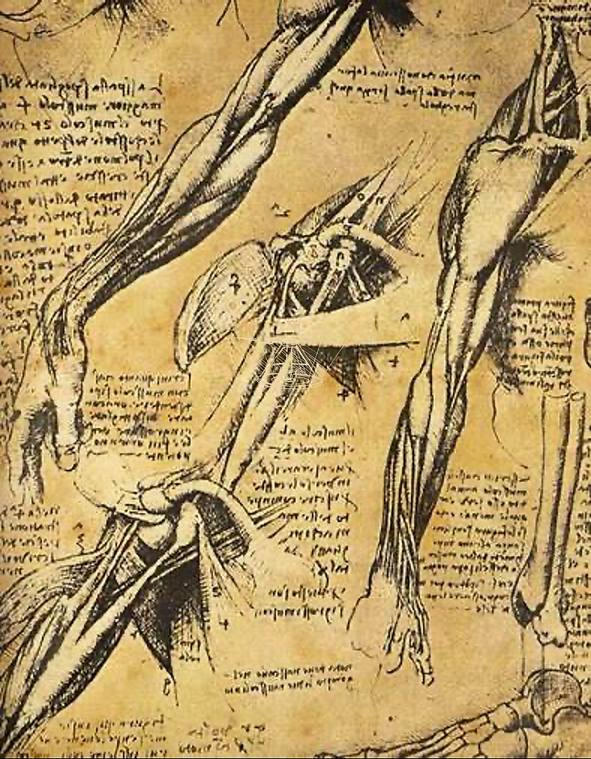 《人体动态研究》 Studio del movimento umano