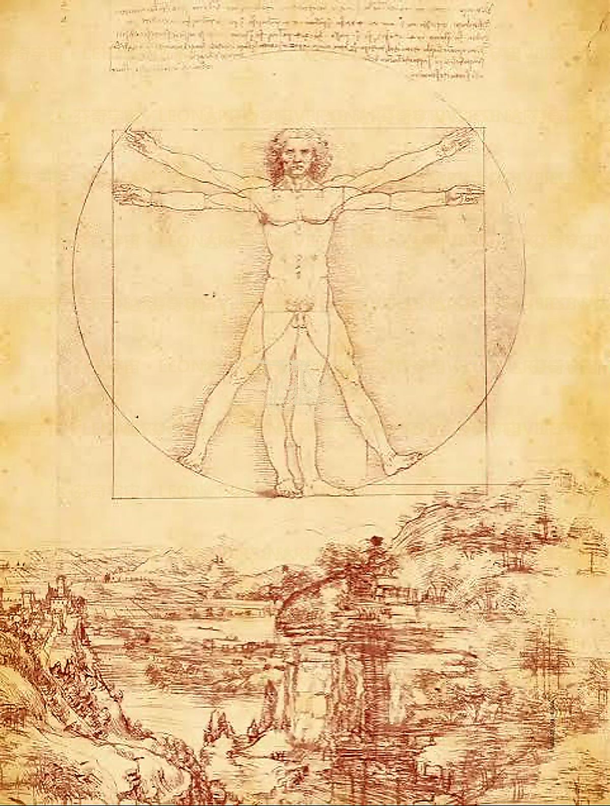 《生物学手稿页选》 Facsimili dai Codici Anatomici