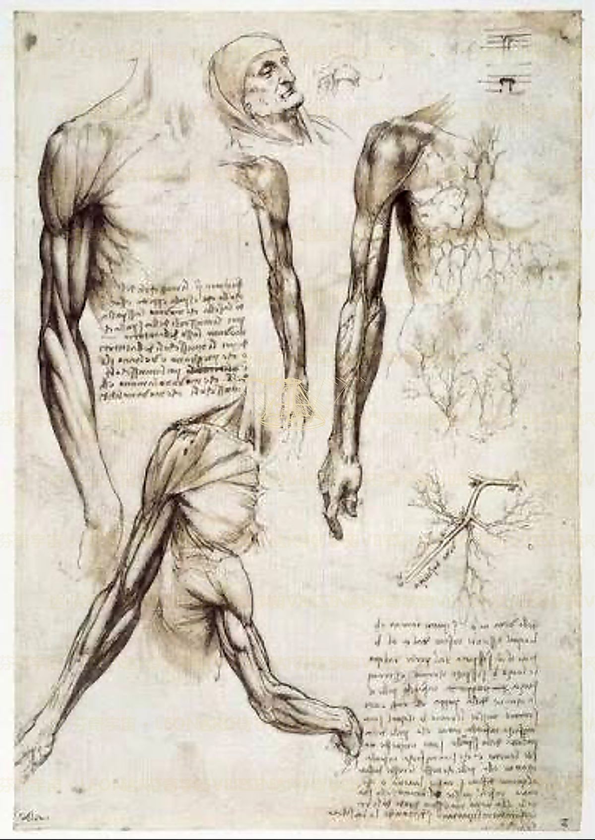 《温莎手稿总览》 Tavola sinottica dei disegni anatomici