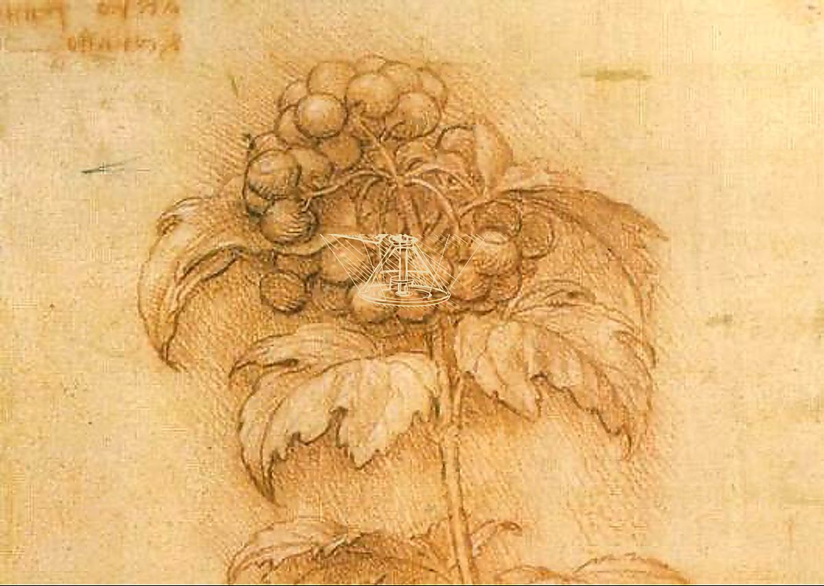 《肌肉运动AR展示》 Muscolatura in realtà aumentata
