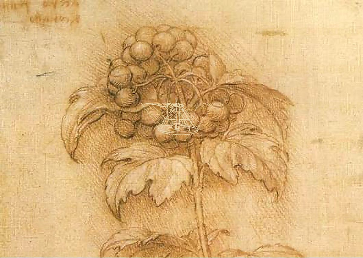 《生命与艺术》 Pannello conclusivo “La vita secondo Leonardo”