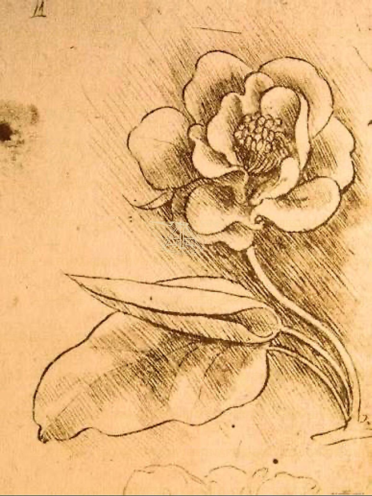 《植物研究》 Studio botanico di piante e fiori