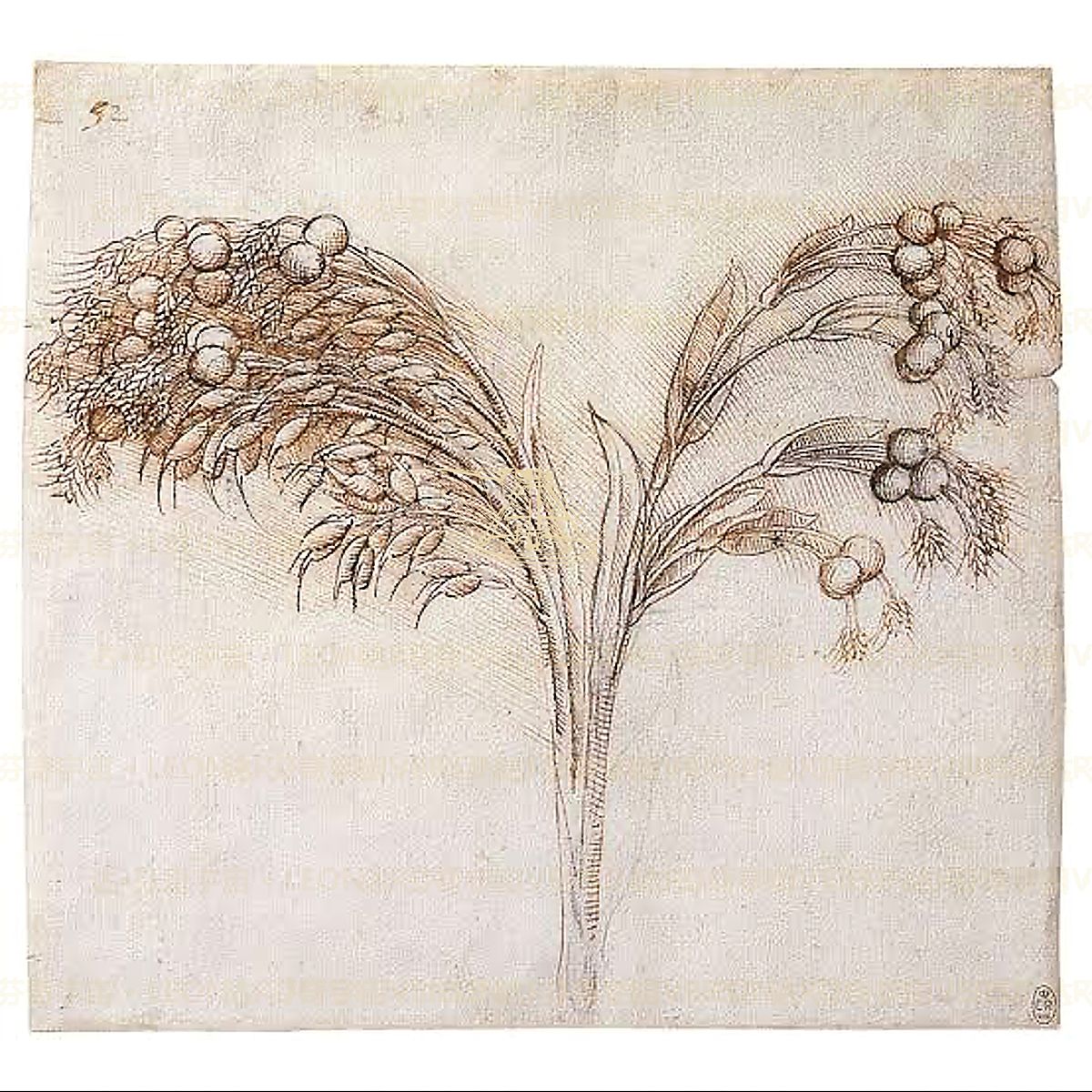 《草本植物结构》 Studio di erbe e radici