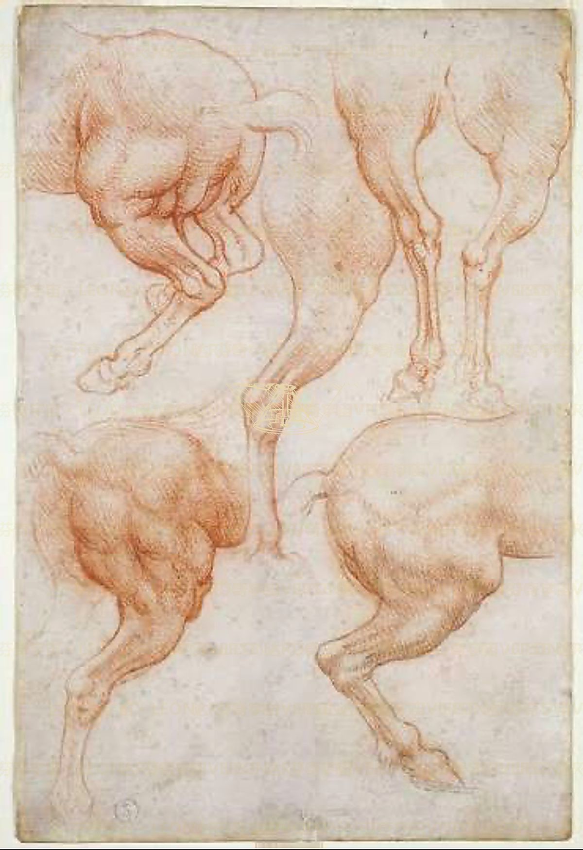 《动物研究》 Studi zoologici (cavalli, gatti, uccelli)