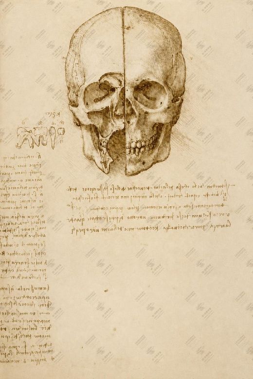 《头骨研究》 Studio del cranio umano
