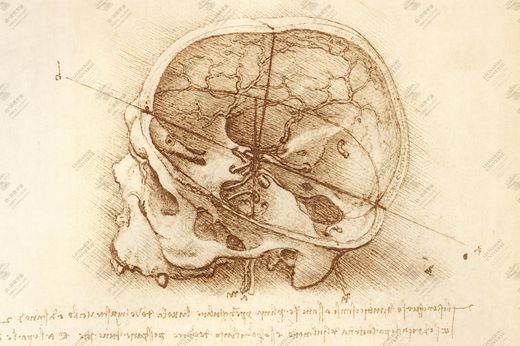 《大脑剖面图》 Sezione del cervello umano