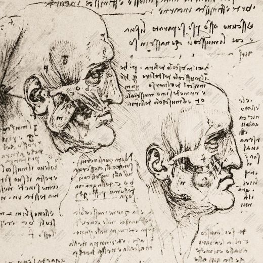 《面部肌肉研究》 Studio dei muscoli facciali