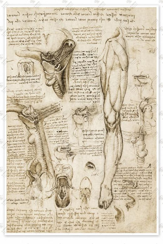 《耳部解剖》 Studio dell’orecchio interno