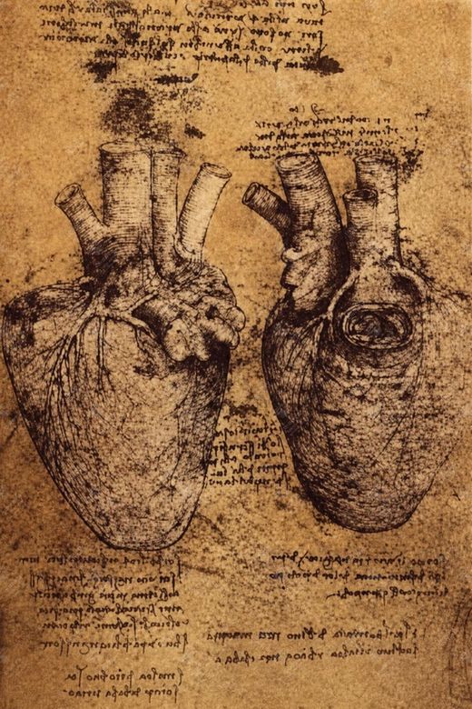 《心脏瓣膜运动研究》 Valvole cardiache in movimento
