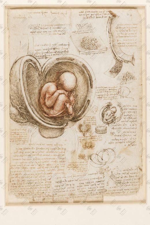 《胎儿在子宫中》 Studio dell’embrione nell’utero