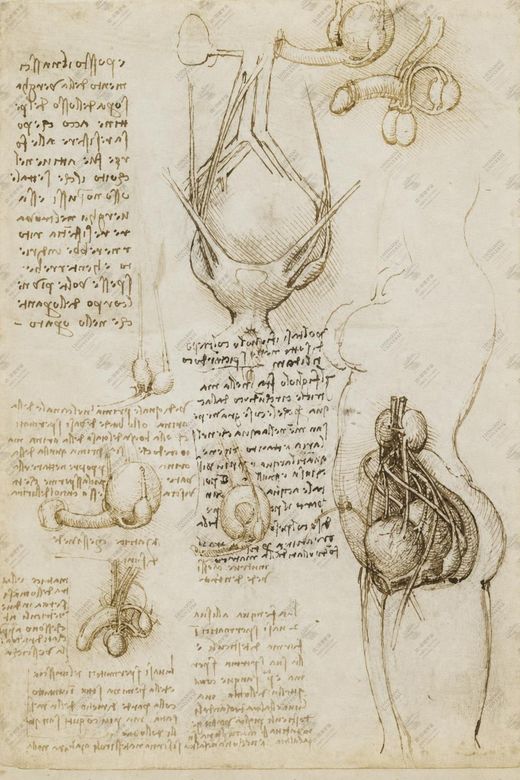 《胎盘研究》 Studio della placenta