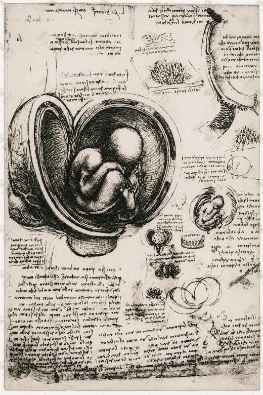 《子宫壁剖面》 Sezione della parete uterina