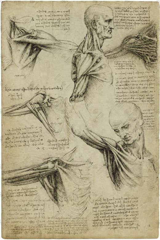 《脊椎与骨盆》 Colonna vertebrale e bacino