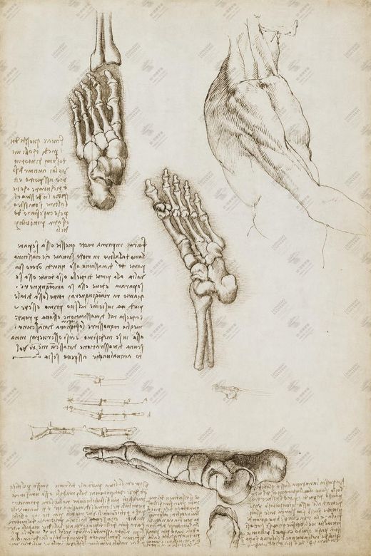 《手部骨骼》 Studio delle ossa della mano