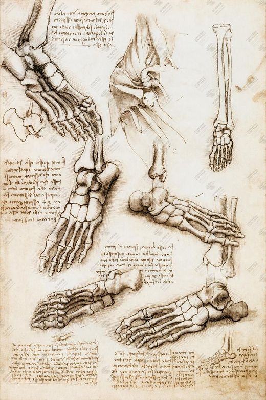 《脚部结构》 Studio del piede umano