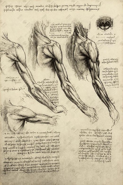《上臂肌肉研究》 Studio del bicipite e tricipite