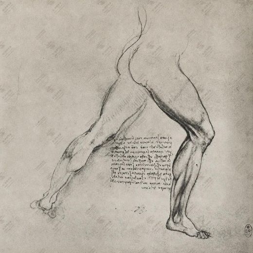 《下腿肌肉研究》 Studio dei muscoli del polpaccio