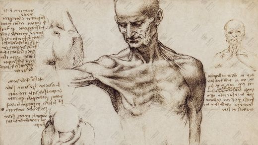 《躯干肌肉解剖》 Studio dei muscoli del torace e addome