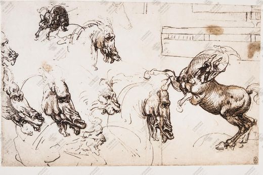 《马的肌肉研究》 Studio anatomico del cavallo