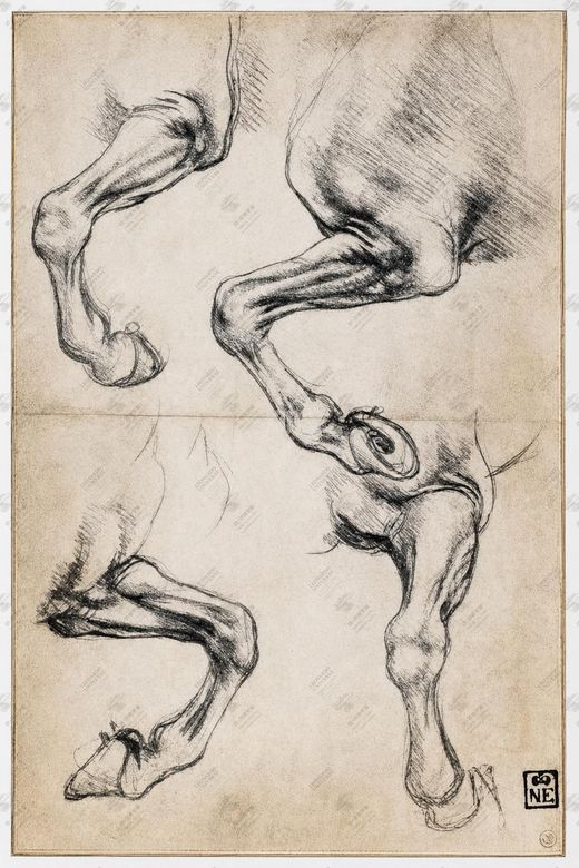 《马骨结构》 Scheletro di cavallo