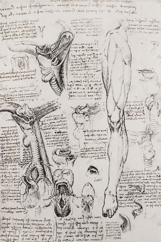 《人体内部器官示意》 Diagramma degli organi interni