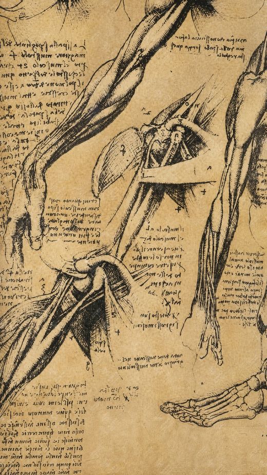 《温莎手稿总览》 Tavola sinottica dei disegni anatomici