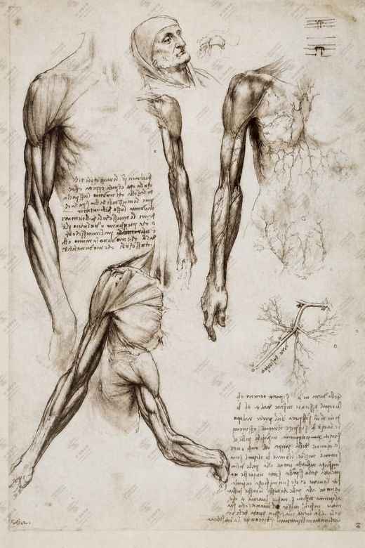 《人体解剖全景图》 Panorama anatomico completo
