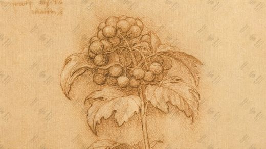 《植物研究》 Studio botanico di piante e fiori