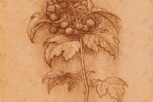 《草本植物结构》 Studio di erbe e radici
