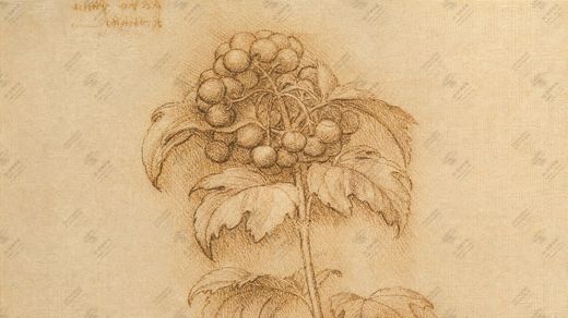 《树木与树叶》 Studio di alberi e fogliame