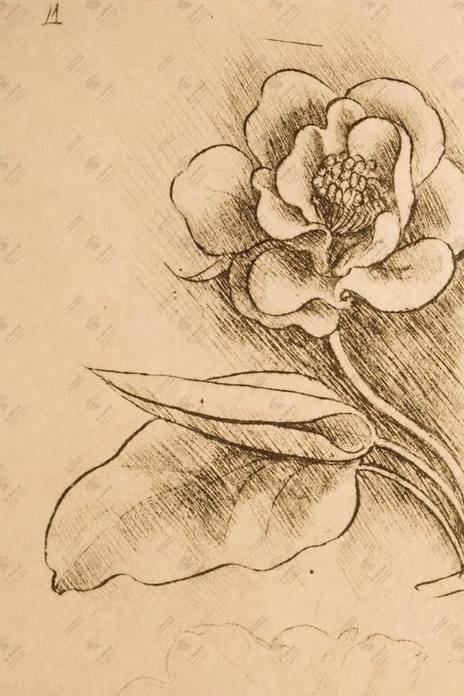 《花朵研究》 Studio di fiori e corolle