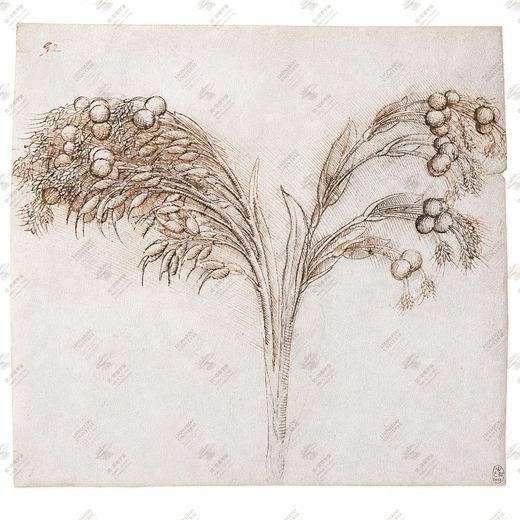 《植物生长规律》 Diagramma sulla crescita vegetale