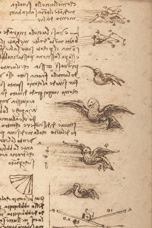 《飞鸟研究》 Studio sul volo degli uccelli